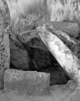 Orca-lapa do repila bodiosa Viseu Portugal