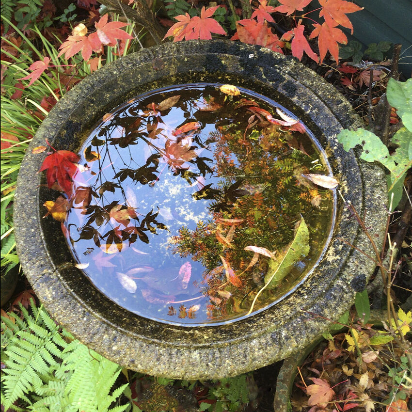 3rd Richard Hopkins ---Bird Bath