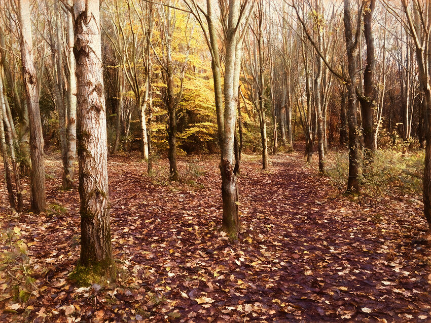 2nd - Richard Hopkins ---Gover Road Woods