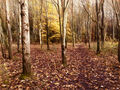 2nd - Richard Hopkins ---Gover Road Woods