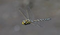 2nd---Common Hawker