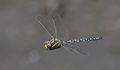 Second---Common Hawker