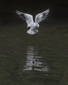 Seagull Reflecting