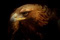 Golden Eagle
