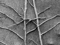 Alan James ---Old Ivy