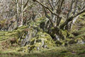 Ancient Welsh Woodland