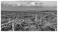 Andy Haynes--- Destruction ---Construction Commended