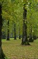 Andy Haynes--- Poplars Westonbirt