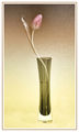 Bennett, Sue--- Tulip--- Third