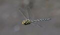 Bill Mackie--- Common Hawker Dragonfly