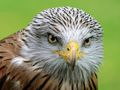 Bluck, Graham ---Red Kite ---Commended
