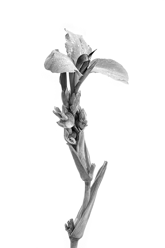 Canna Lily
