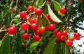 Carol Clague ---Dundridge Park Cherries