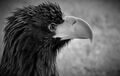 Christine Cilia-la-corte--- Beautiful bird Highly Commended