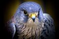 Christine Cilia-la-corte--- Birds
