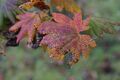 Christine Cilia-la-corte-- Leaf