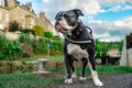 Christopher Harris---Olde English Bulldogge