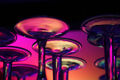 Christopher Harris ---Warm Evening Colour---Commended
