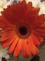 Cilia-la-corte, Christine Flower
