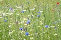 Christine Cilia-la-corte. Meadow flower. C.