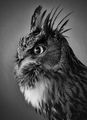 Commended-- Whoo Whoo