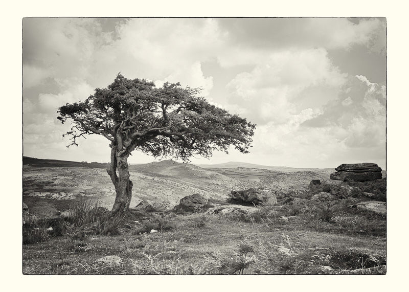 Dartmoor Tree