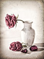 Highly Commended---Fading Rose