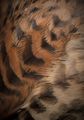Feathers