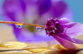 H.C.---Flower refractions