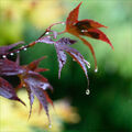 Geoff Mallin ---Acer Droplet