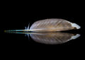 Geoff Mallin--- Reflected Feather