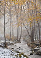 Geoff Mallin ---Winter woodland