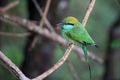 Green Graham.Bee Eater. C.