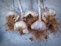 HC - Garlic - Steve Hallam