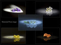 HC - Illuminated Flowers - Geoff Mallin