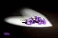 HC - Violets - Geoff Mallin