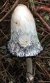 Harris, Linda Funghi