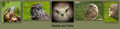 Hawks and Owls---Cilia-la-Corte