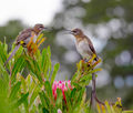 H.C.---Haynes, Andy---Cape Sugar Birds