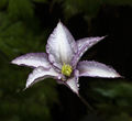 Hopkins, Richard ---Clematis ---Highly Commended