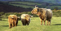 2nd---Hopkins, Richard ---Dartmoor Cattle