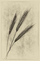 Richard Hopkins Ears of Corn. H.C.