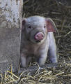 Hopkins, Richard ---This Little Piggy..---Commended
