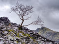 HC---Llanberis Trees-2---Alan James