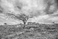 James, Alan--- Dartmoor Landscape--- First