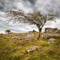 Alan James. Dartmoor Tree. H. C.
