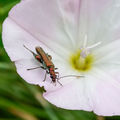 Alan James.Thick Legged Beetle. C.