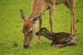 Just Born Reindeer Calf---Peter Weaver