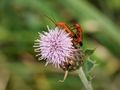 LCE DPI 3rd - Soldier Beetles by Alan James