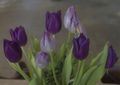 LCE Prints 3rd - Tulips by Steve Hallam